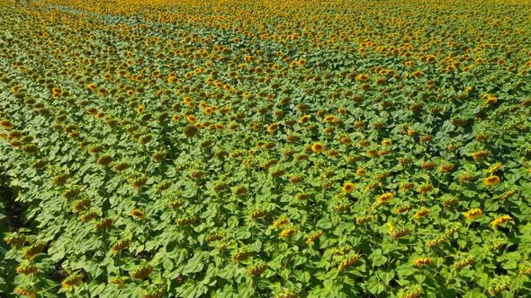 Aerial View Field Of Sunflowers