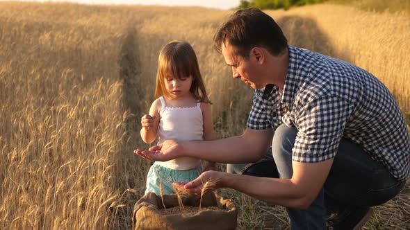 Father Farmer Plays with Little Son, Daughter in the Field. Grain of Wheat in Hands of Child