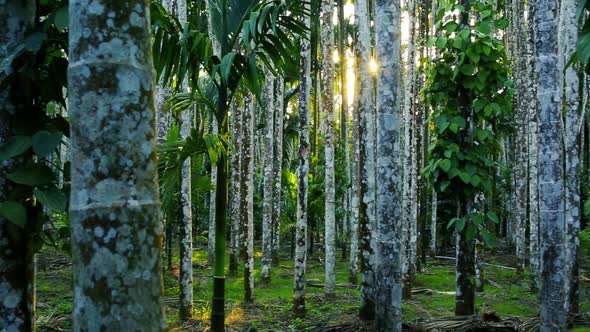 Rows of Areca nut trees and banana trees in the distance. Sunset light on a plantation in India. Nut