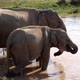Asian Elephants Drinking From River in Yala National Park - VideoHive Item for Sale