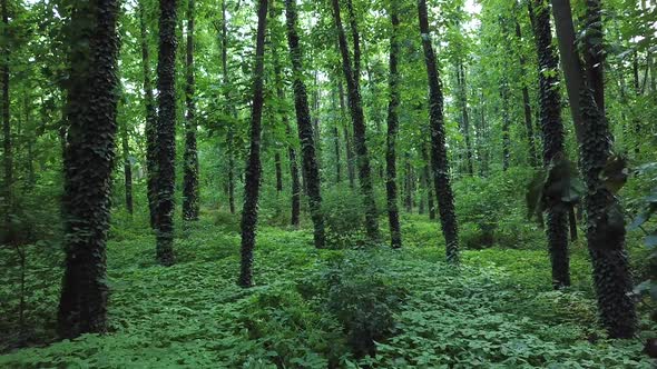 Calm in the Forest