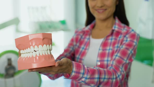 Friendly Woman Showing Jaw 3d Model, Concept of Dental Care, Oral Hygiene