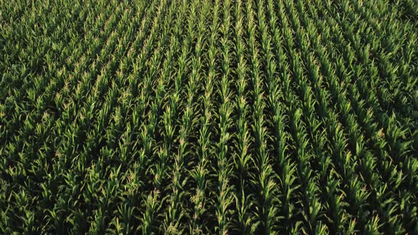 Young Corn in the Field Aerial View