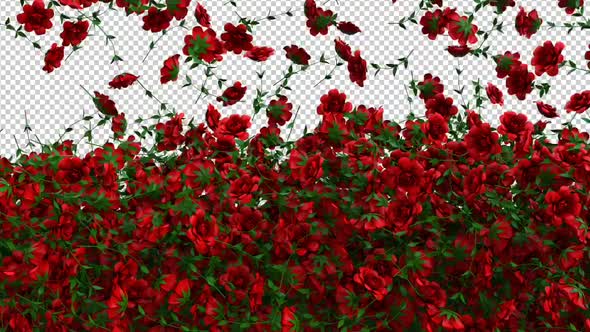 Red Roses Screen Overlay and Transition alt
