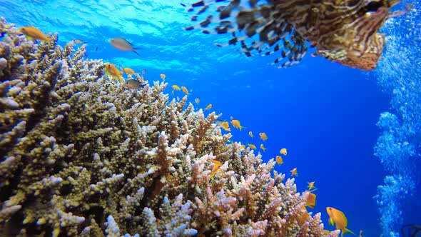 Tropical Coral Lionfish and Diver