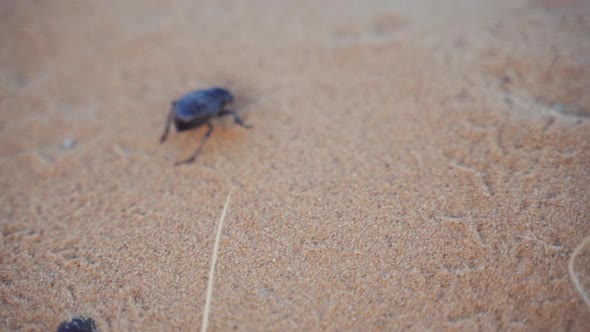 Beetle Crawling Over Sand In Desert