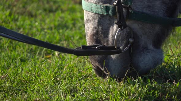 Horse's Muzzle As It Eats Grass. Slow Motion. Close Up