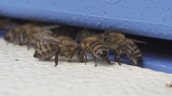 Bee Colony On Wooden Hive Entrance. Selective Focus, Slow Motion