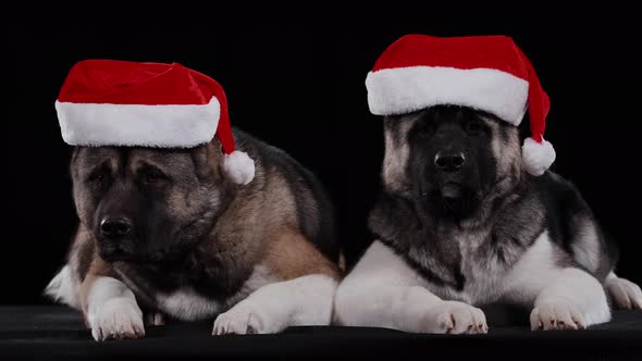 Two Dogs of the American Akita Breed Lie and Twirl Their Bearish Faces on the Sides. Pets Pose in