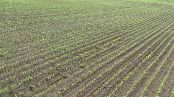 Rows of sweet corn Zea mays by early morning 4K drone video