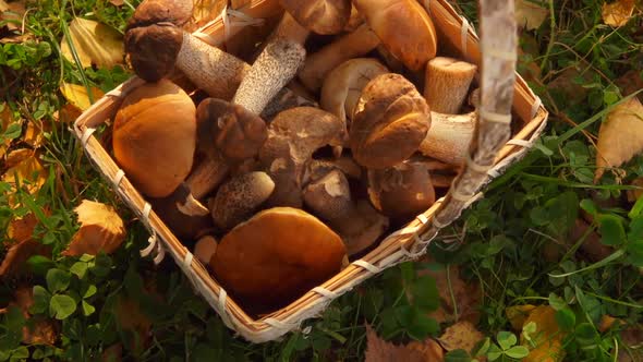 Female Hand Puts Mushrooms in a Basket