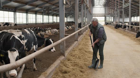 Man Shoveling Hay inside Dairy Farm Facility