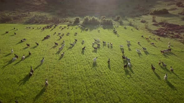 Aerial view of goats grazing in field on farmland in Greece.