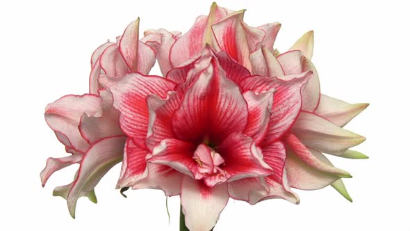 Rotating amaryllis Joker flower two, seamless loop