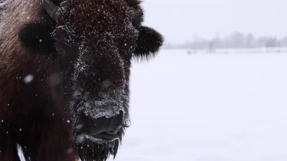 bison tongue licking snowstorm slow motion closeup