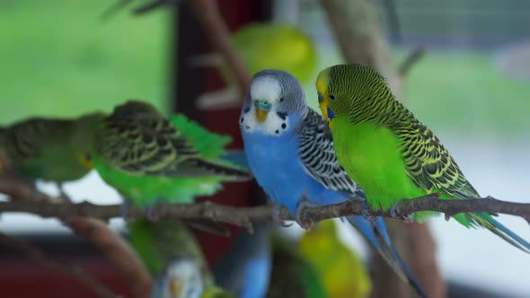 Budgerigar or Melopsittacus Undulatus or Budgie or Parakeet. Coloful Green and Blue Birds Are