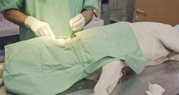 Veterinary surgery - Veterinarian operating a white dog in a pet clinic