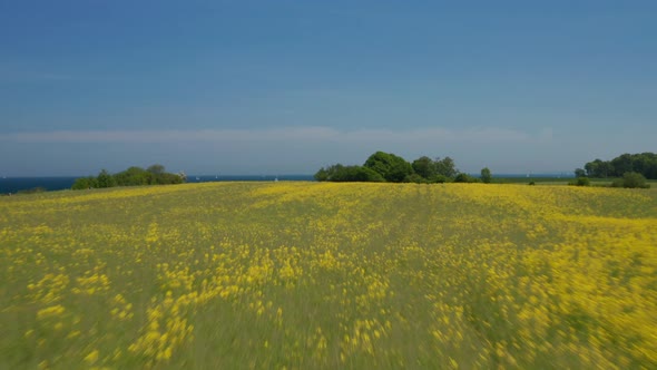 Calm Peaceful Aerial View Scenery Flying Forward Above Flowery Yellow Green Springtime Field Drone