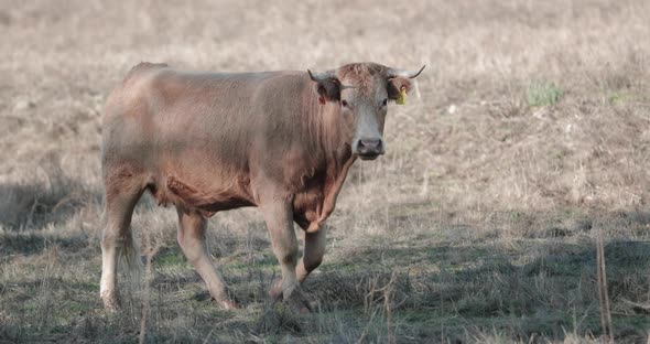 Jersey Cow Looking Into Camera While Walking In A Dry Grassland In Alentejo, Portalegre, Portugal -