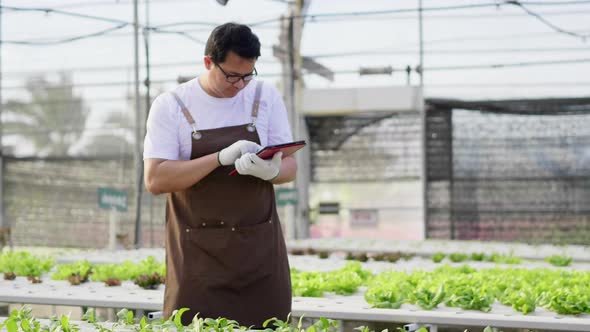 Asian farmer checking hydroponic vegetables in a hydroponic farm