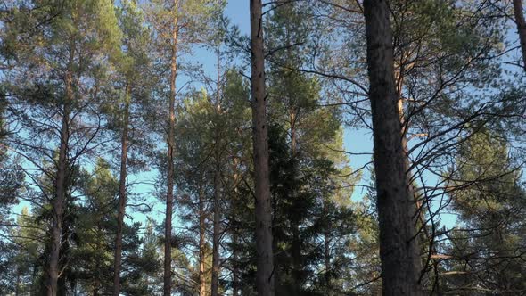 Looking Up At Trees