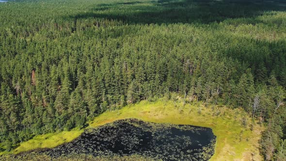 Thick Pinetree Forest and Overgrown Lake on Glade Aerial