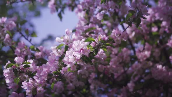 Spring Pink Blossoming