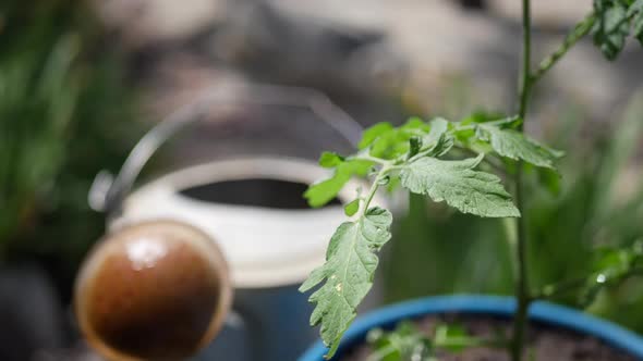 Close up on the green leaves of a a tomato plant and a watering can in an organic vegetable garden.