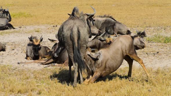 Large wildebeest calf sucking mothers for milk