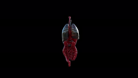 Human Lungs Radiology Glass Exam 4K