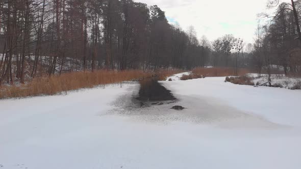 Ducks In The Winter Forest