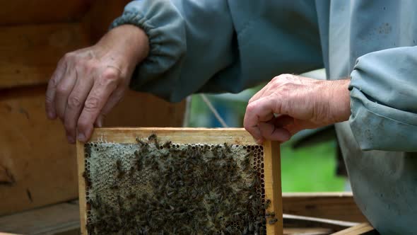 Beekeeper Inspecting Honeycomb Frame at His Apiary