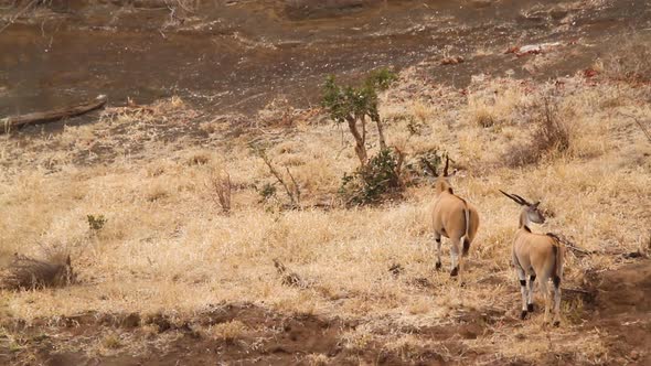 Common eland in Kruger National park, South Africa