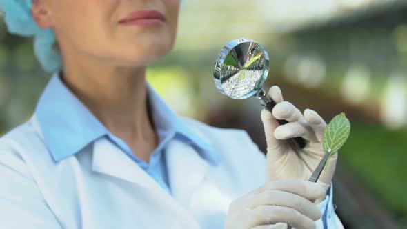 Female Lab Worker Looking at Green Leaf Through Magnifying Glass, Research