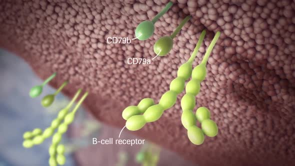 CD79 complex is heterodimer molecule