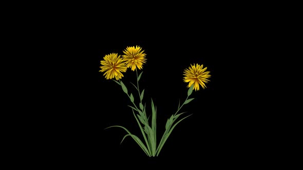 Growing Yellow Flower alt