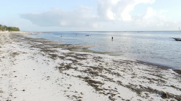 Tanzania  Women in the Coastal Zone at Low Tide in Zanzibar Slow Motion