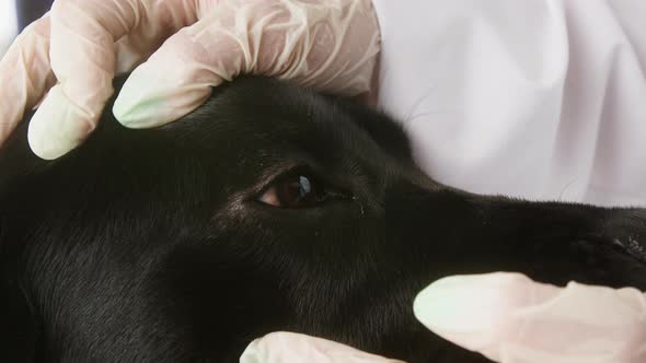 Veterinarian Conducting Examination of Black Labrador Eyes