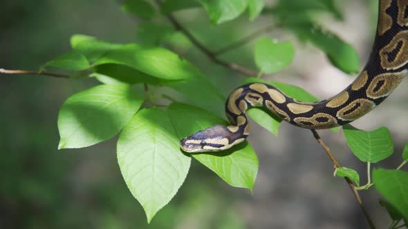 A Large Boa Constrictor Crawls Among Green Leaves Closeup