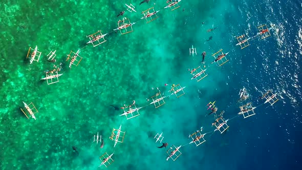 Aerial view of tourists swimming with whale sharks, Oslob, Philippines.