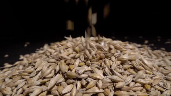 Wheat Grain Falls From a Height