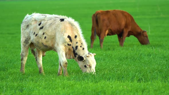 Cows in Field Grazing on Grass and Pasture in Australia on a Farming Ranch