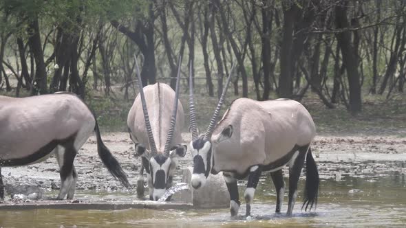 Three gemsbok walking in a waterpool 