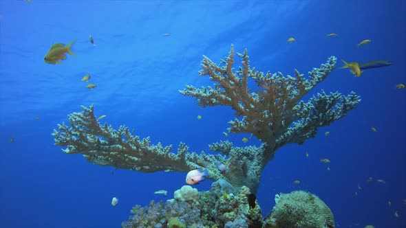 Blue Water background and Coral