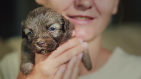 A Woman Holds in Her Hand a Little Puppy, on the Back Plan Her Blurred Face