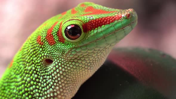 Extreme close up of giant day gecko as it holds still