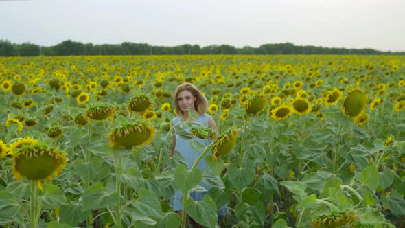 Portrait of a Young Woman in a Blue Dress Walking in the Sunflower Field Enjoying Nature