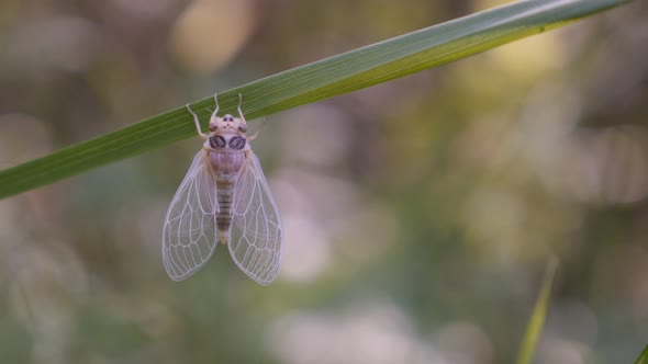 Young molted Cicada Cicadoidea Hemiptera insect on the grass 4K video