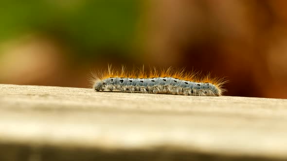 Extreme macro close up and extreme slow motion of a Western Tent Caterpillar moth walking on a wood