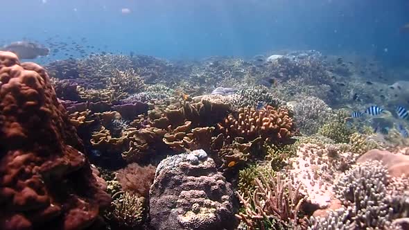 swim next to a jetty and through a wonder of corals and fish. filmed on a tg4 in Raja Ampat